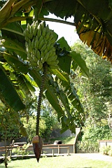 0746 Kuranda Koala Gardens